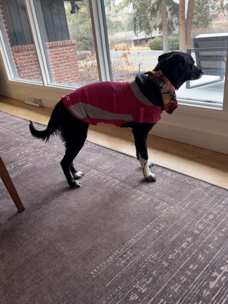 Enlarge Alquist / Oreo, a Adoptable mixed breed in Broomfield, CO image 3/6