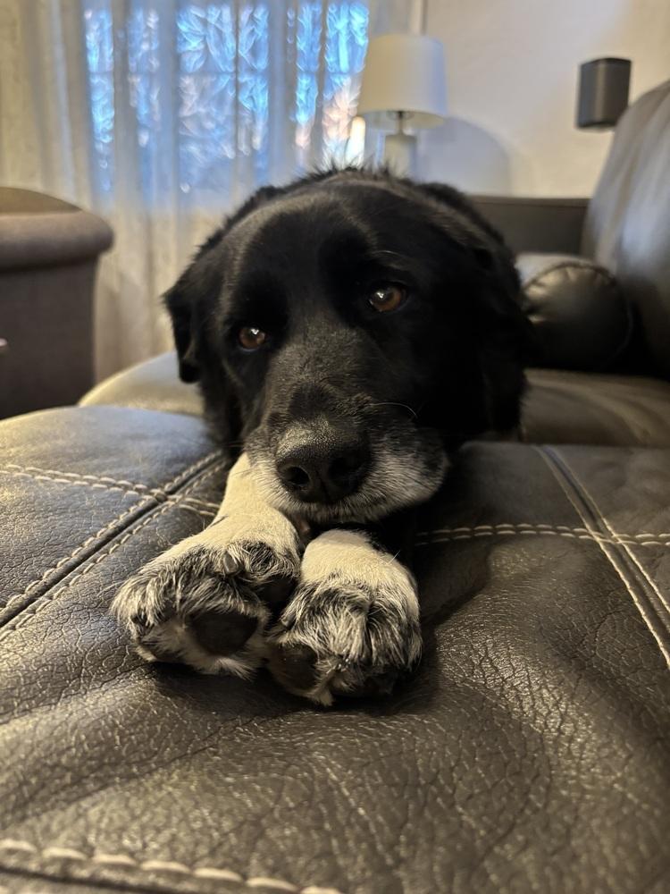 Enlarge Alquist / Oreo, a Adoptable mixed breed in Broomfield, CO image 4/6