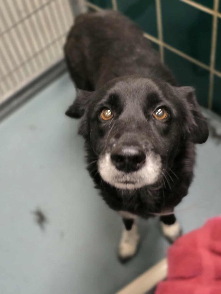 Enlarge Alquist / Oreo, a Adoptable mixed breed in Broomfield, CO image 6/6