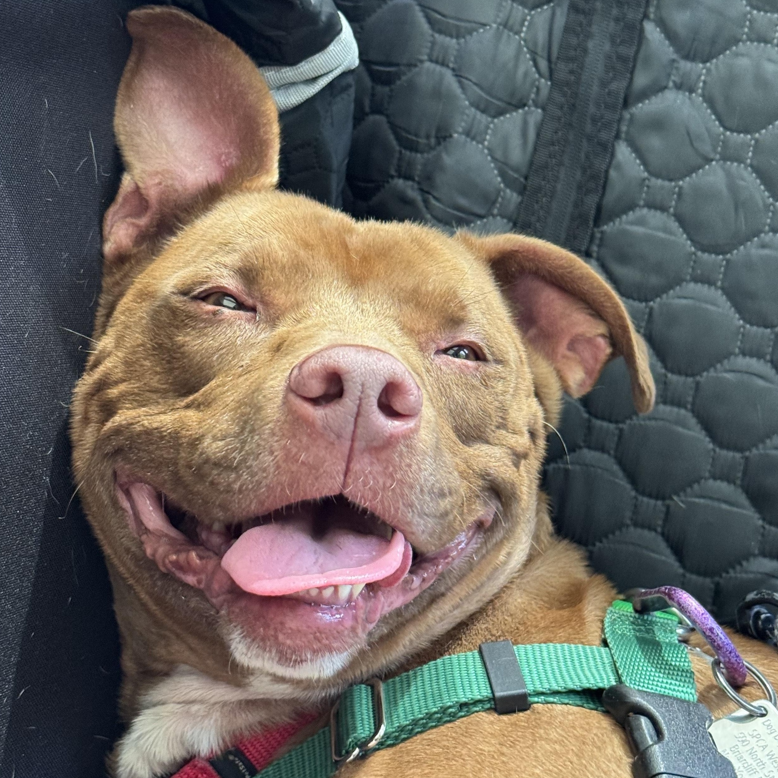 Enlarge Tyson, a Adoptable Pit Bull Terrier in Briarcliff Manor, NY image 3/6