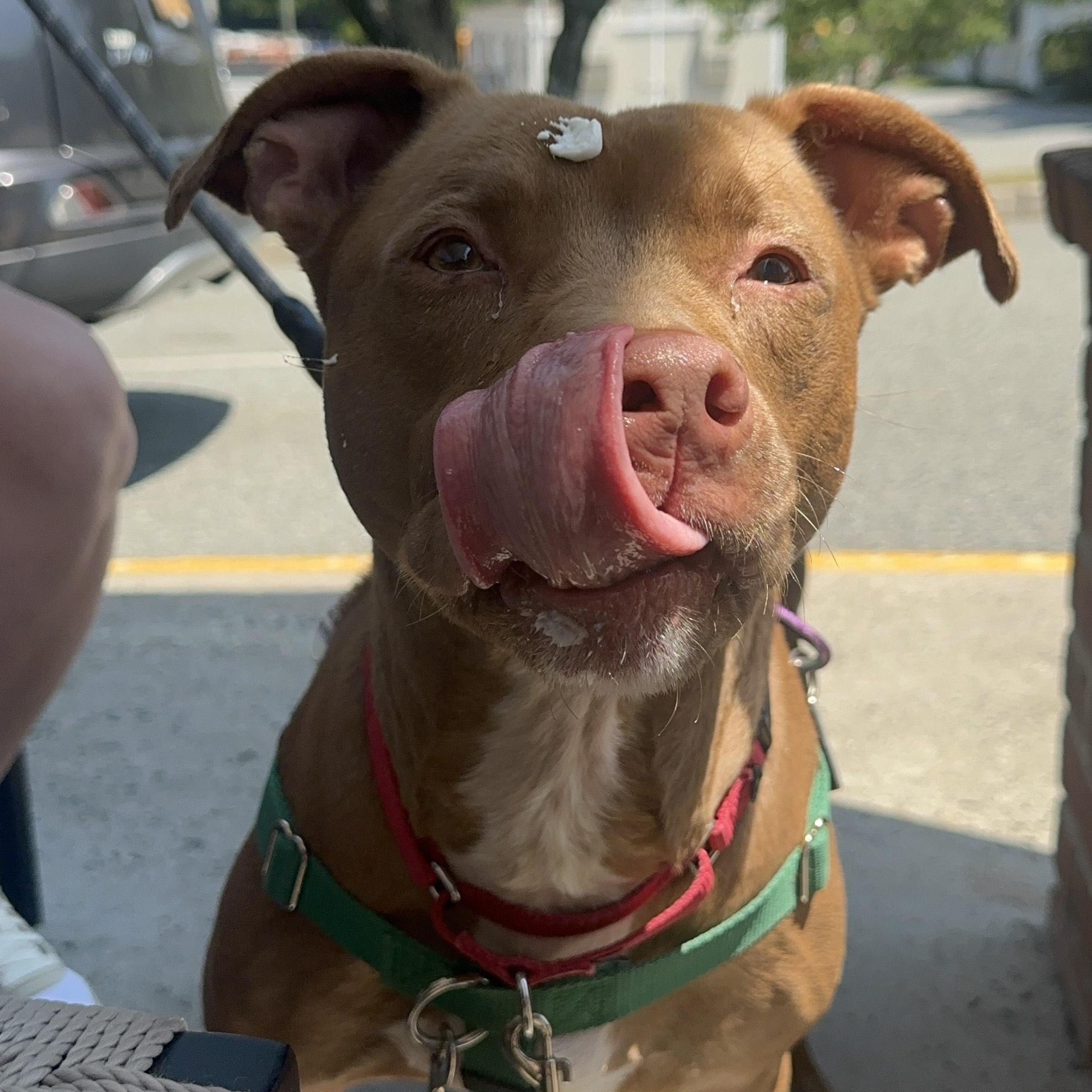 Tyson - available Sunday 7/13, Senior Male Pit Bull Terrier