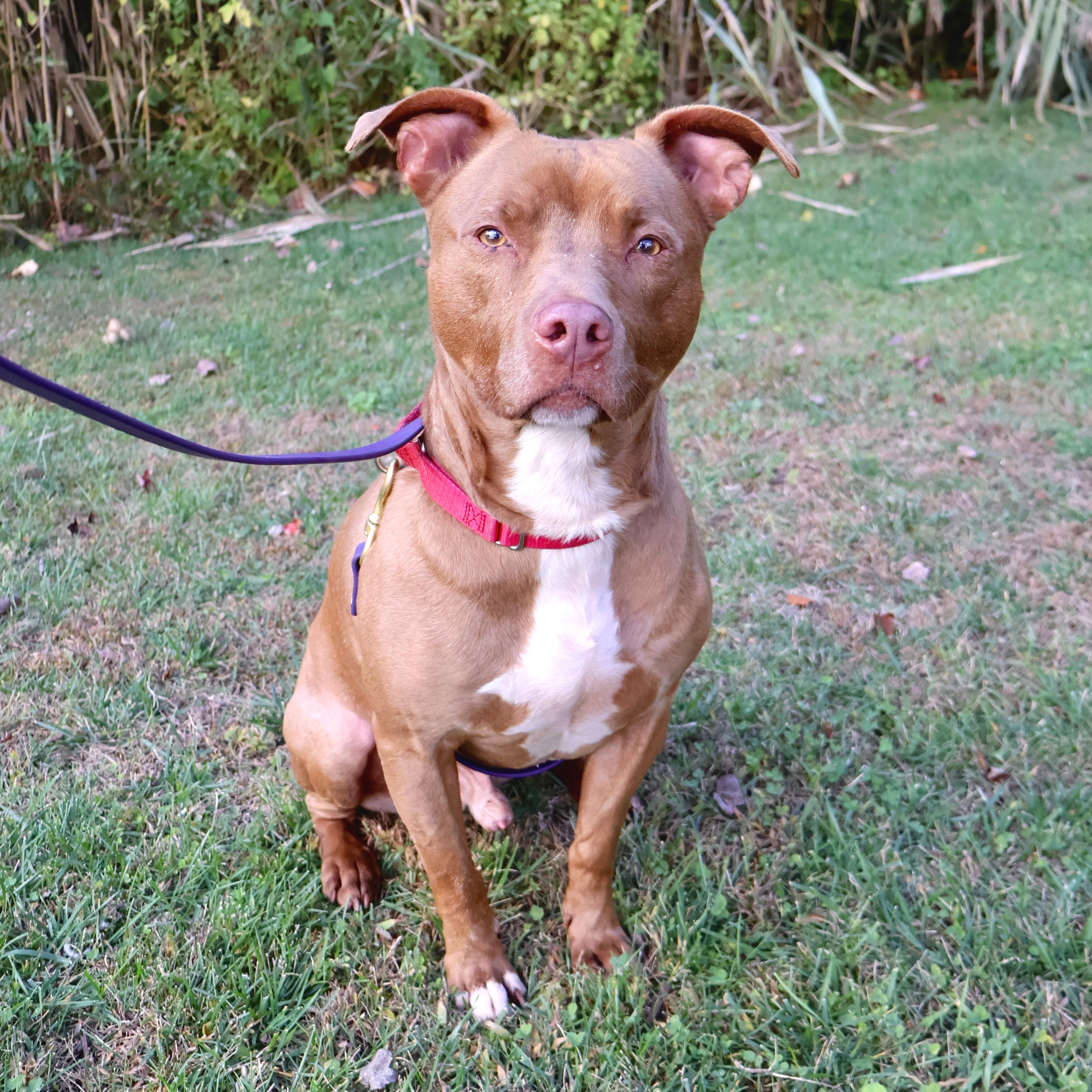 Enlarge Tyson, a Adoptable Pit Bull Terrier in Briarcliff Manor, NY image 4/6
