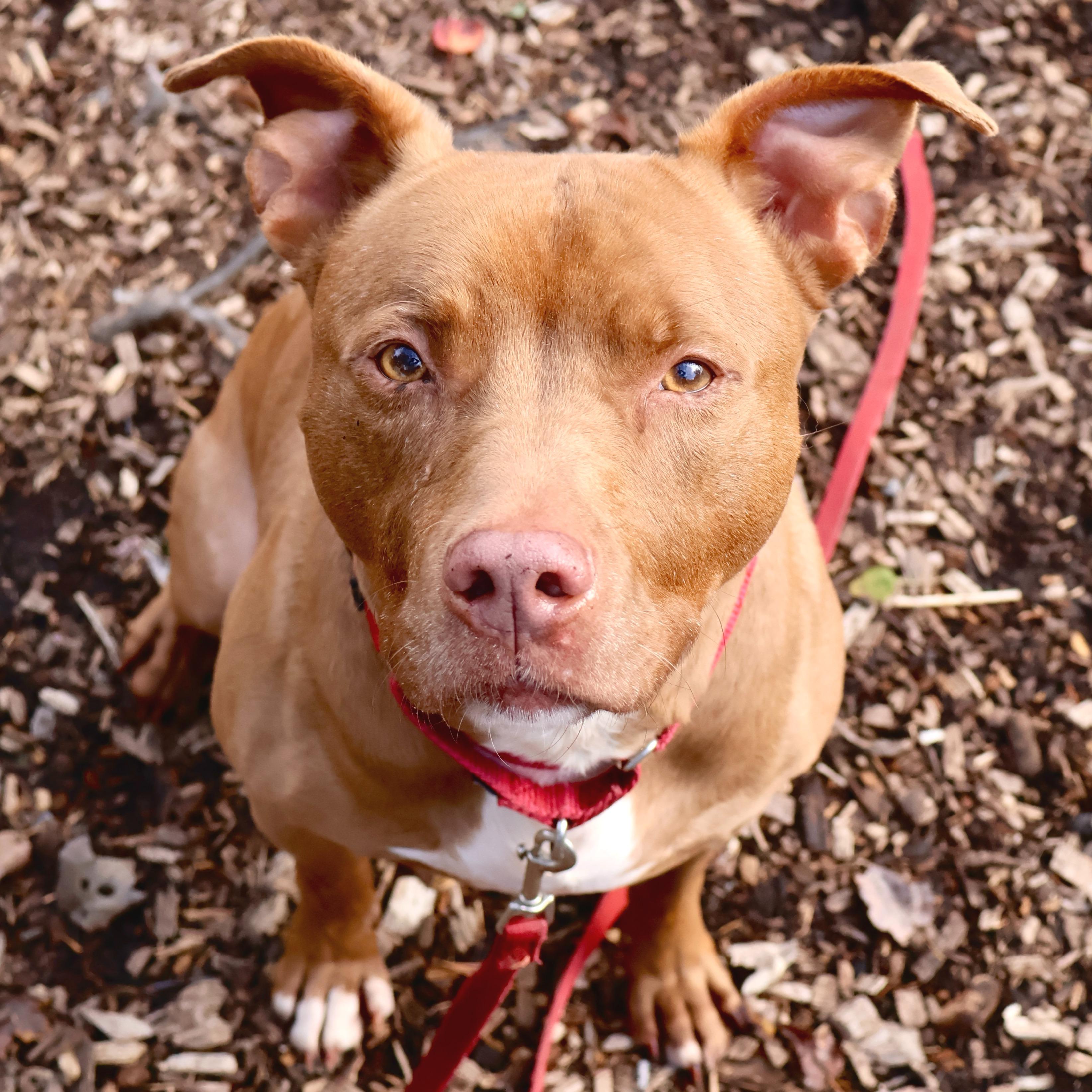 Tyson, Adoptable, Senior Male Pit Bull Terrier.