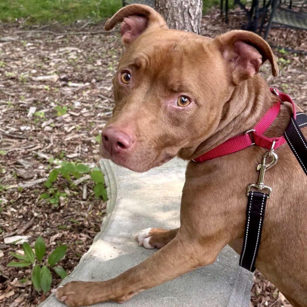 Tyson - available Sunday 7/13 photo 5