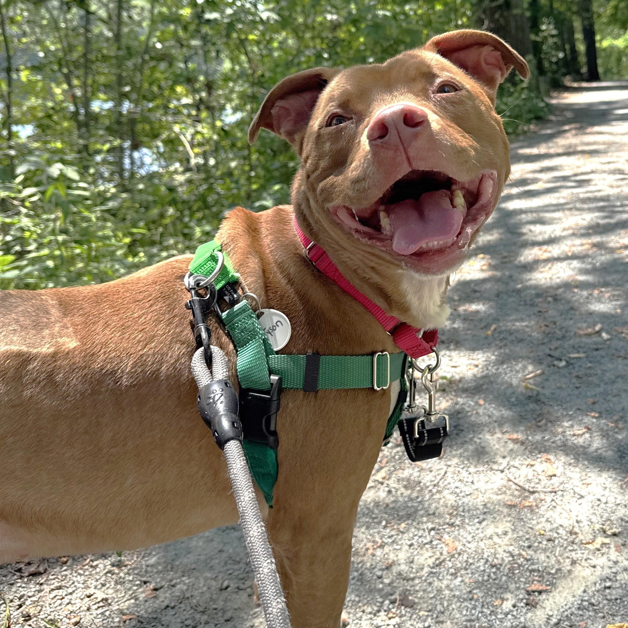 Tyson - available Sunday 7/13 photo 2