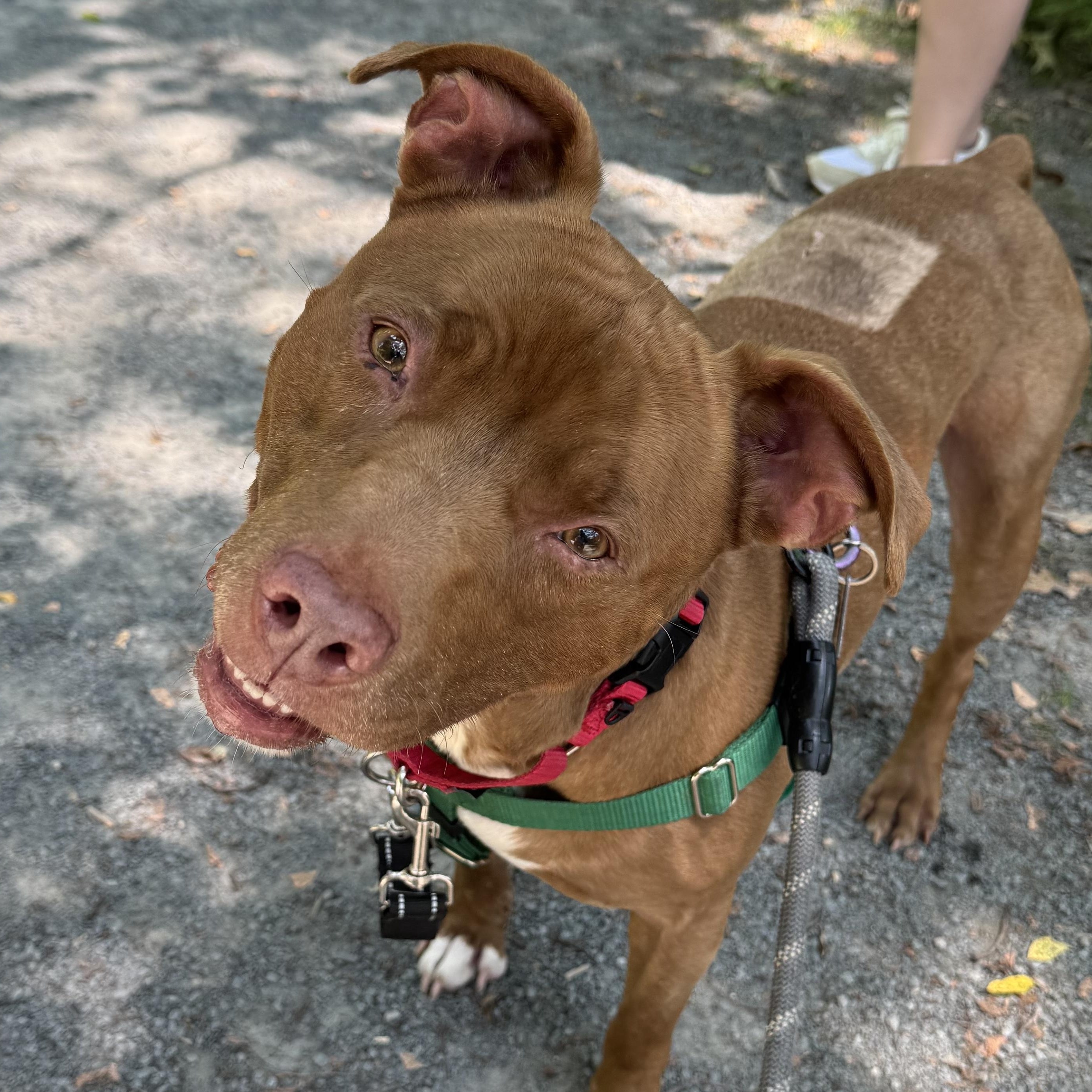Tyson - available Sunday 7/13 photo 4