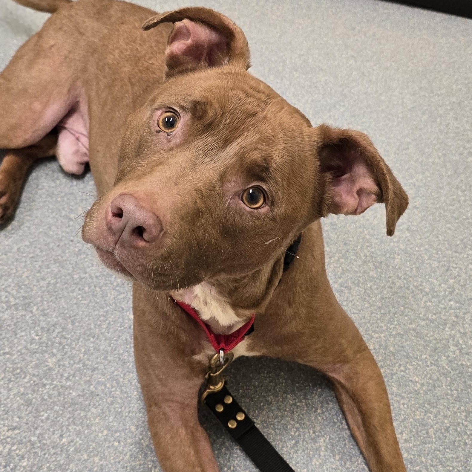 Tyson - available Sunday 7/13 photo 6