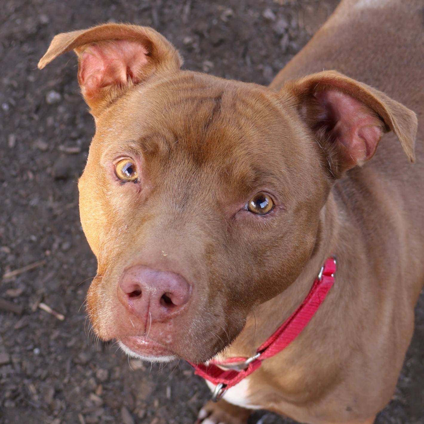 Enlarge Tyson, a Adoptable Pit Bull Terrier in Briarcliff Manor, NY image 5/6
