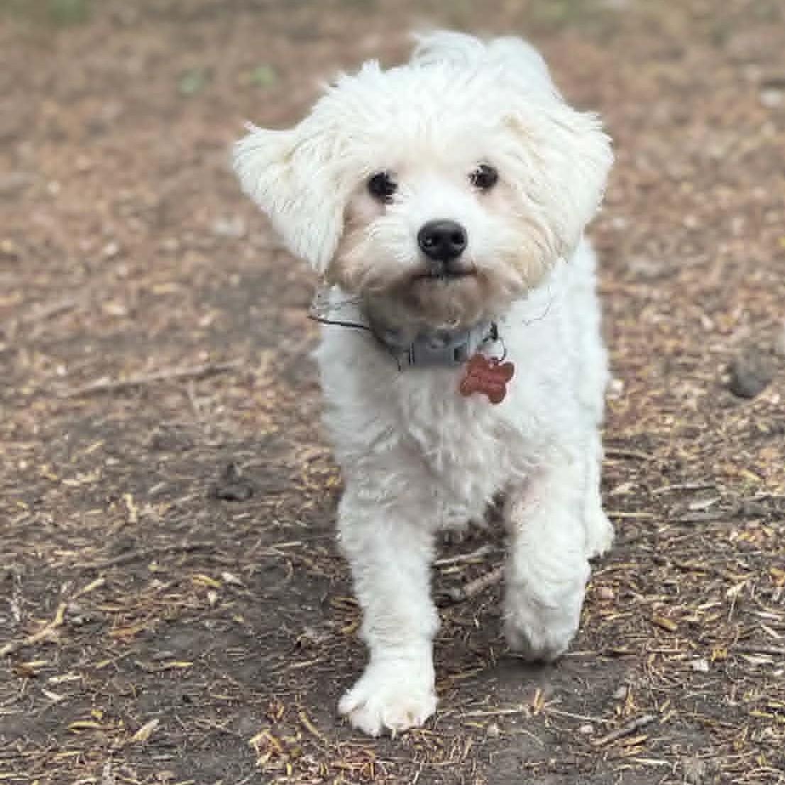 Cottonball, ADOPTABLE, Young Female Maltese.