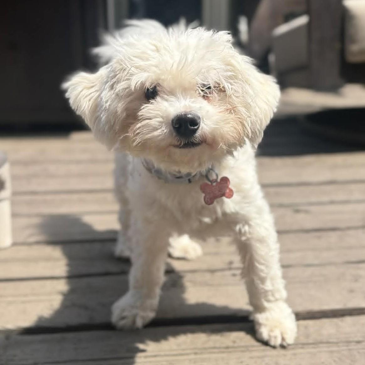 Enlarge Cottonball, a Adoptable mixed breed in Grand Forks, ND image 2/2
