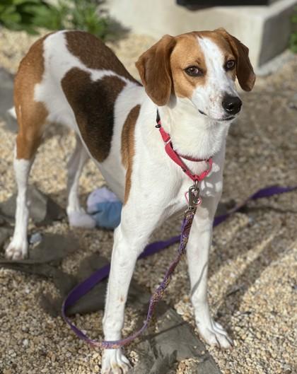Vana, a Adoptable mixed breed in Washington, DC image 1/3