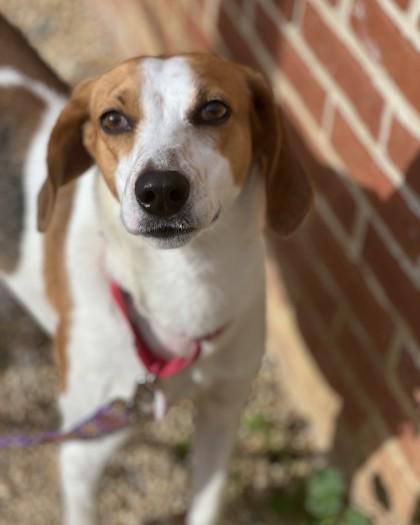 Vana, a Adoptable mixed breed in Washington, DC image 2/3
