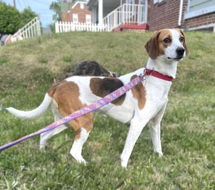 Vana, a Adoptable mixed breed in Washington, DC image 3/3