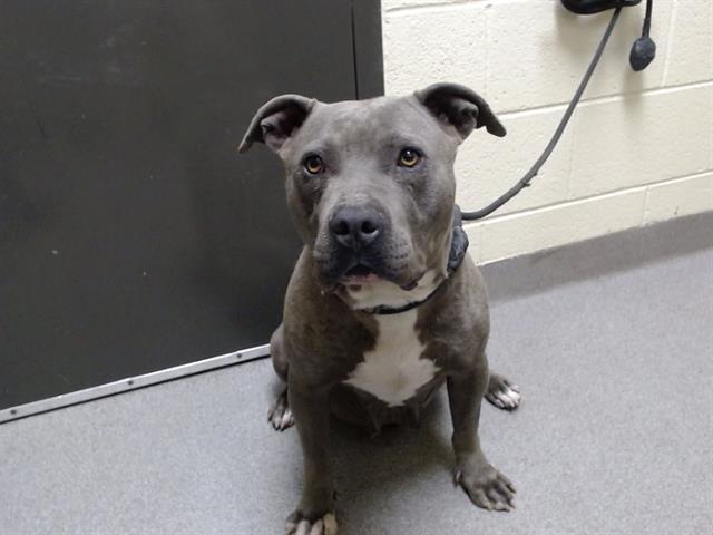 AFLAC, Adoptable, Adult Female Pit Bull Terrier.