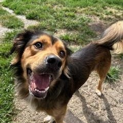 Loki, Adopted, Young Male German Shepherd Dog & Bernese Mountain Dog.