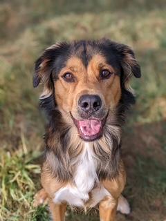 Loki, a Adopted mixed breed in North Canton, OH image 1/4