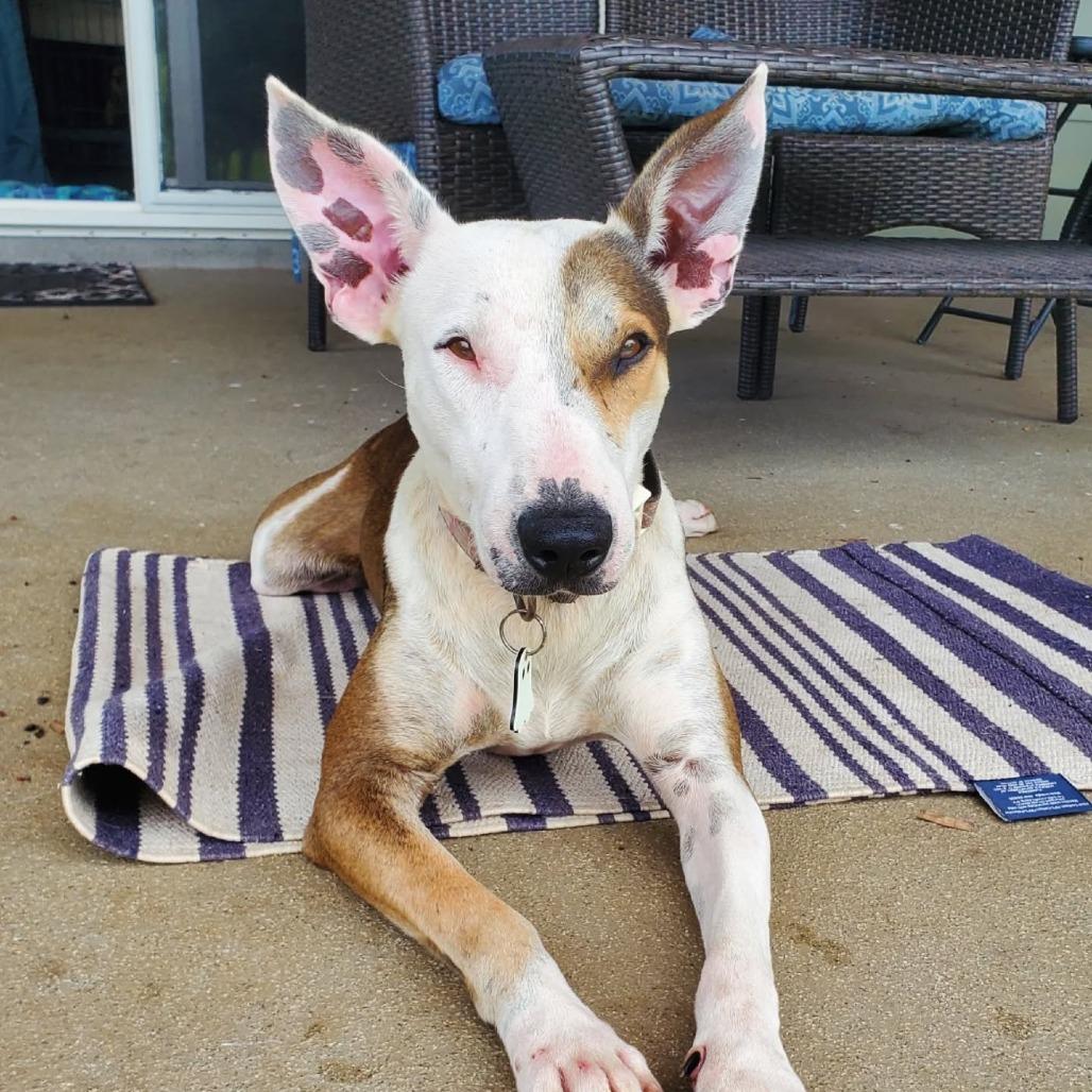 Banjo, Adoptable, Adult Male Bull Terrier & Whippet.