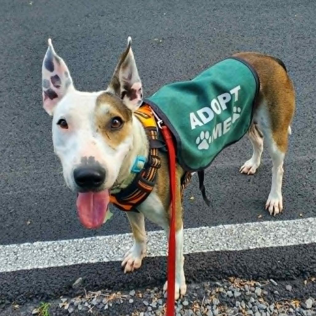 Banjo, a Adoptable mixed breed in Volcano, HI image 2/5