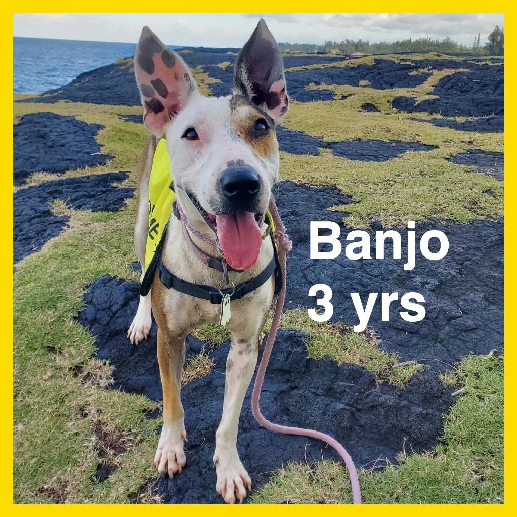Banjo, a Adoptable mixed breed in Volcano, HI image 3/5