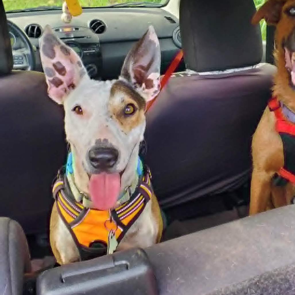 Banjo, a Adoptable mixed breed in Volcano, HI image 4/5