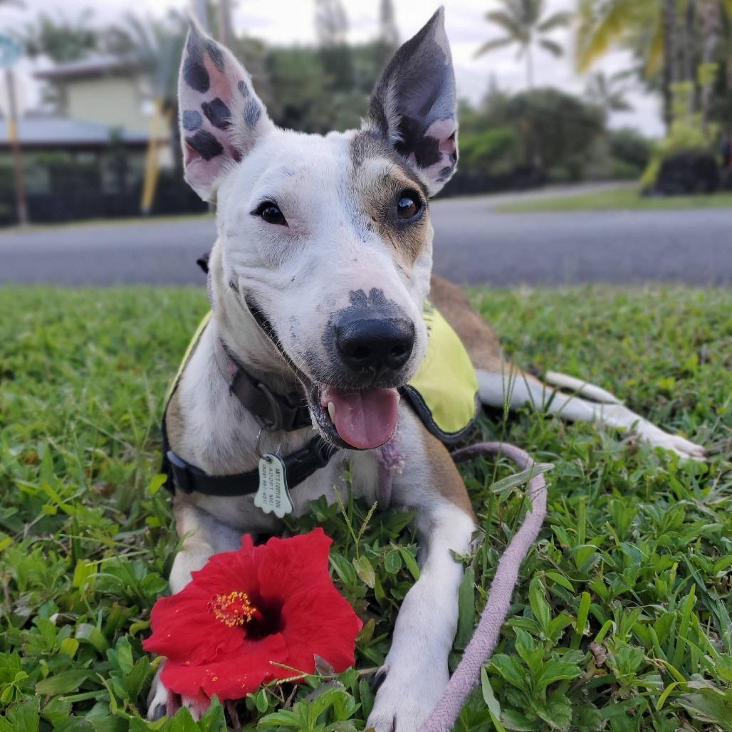 Banjo, a Adoptable mixed breed in Volcano, HI image 5/5