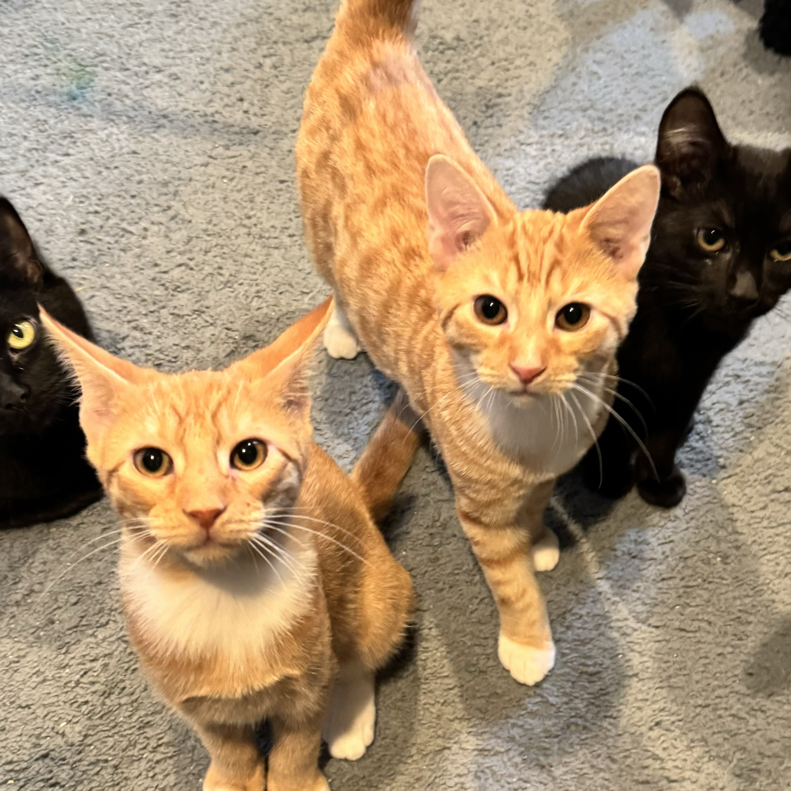 Mario & Luigi, a Adopted Domestic Short Hair in Levittown, PA image 1/6