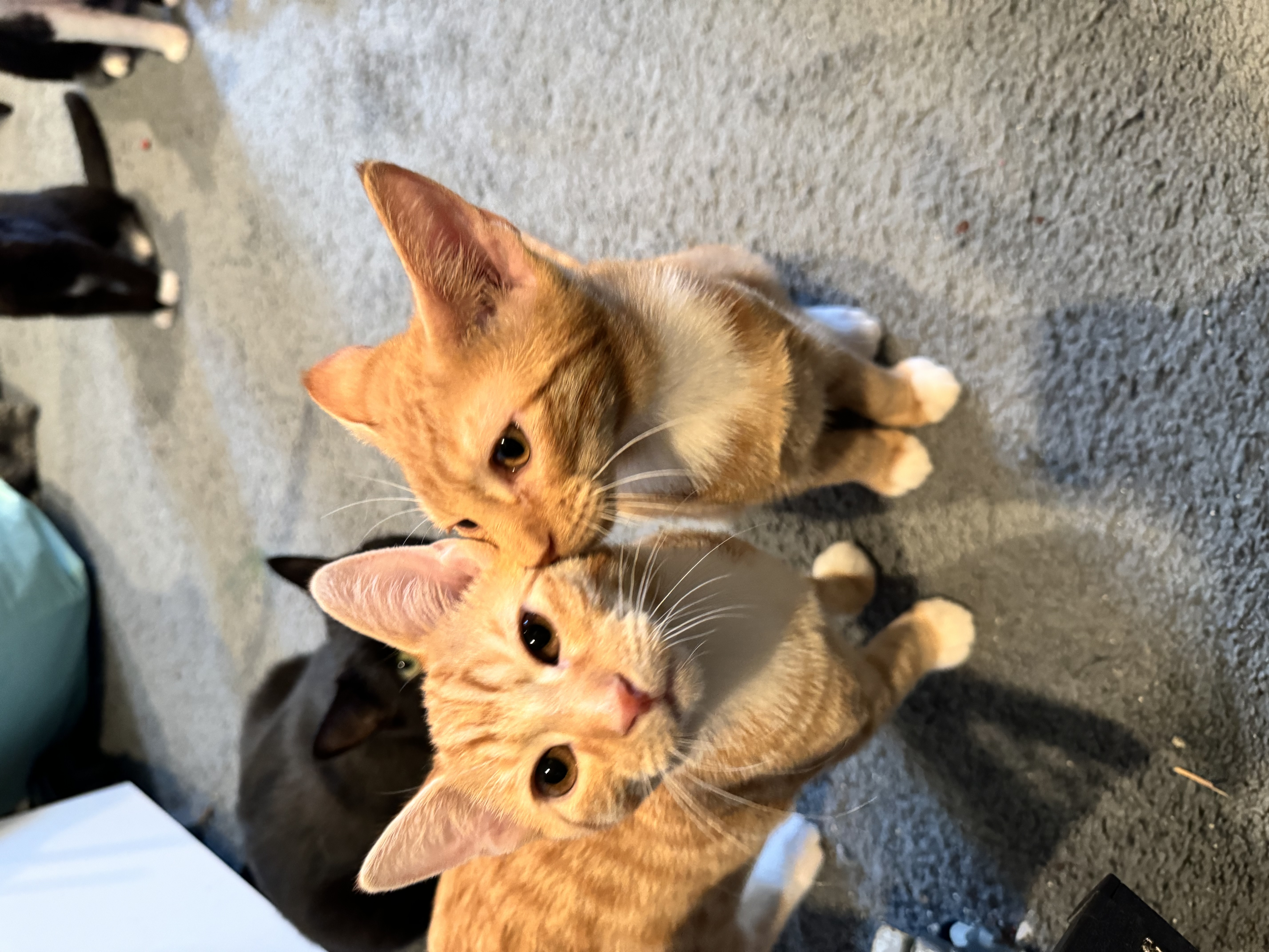 Mario & Luigi, a Adopted Domestic Short Hair in Levittown, PA image 2/6