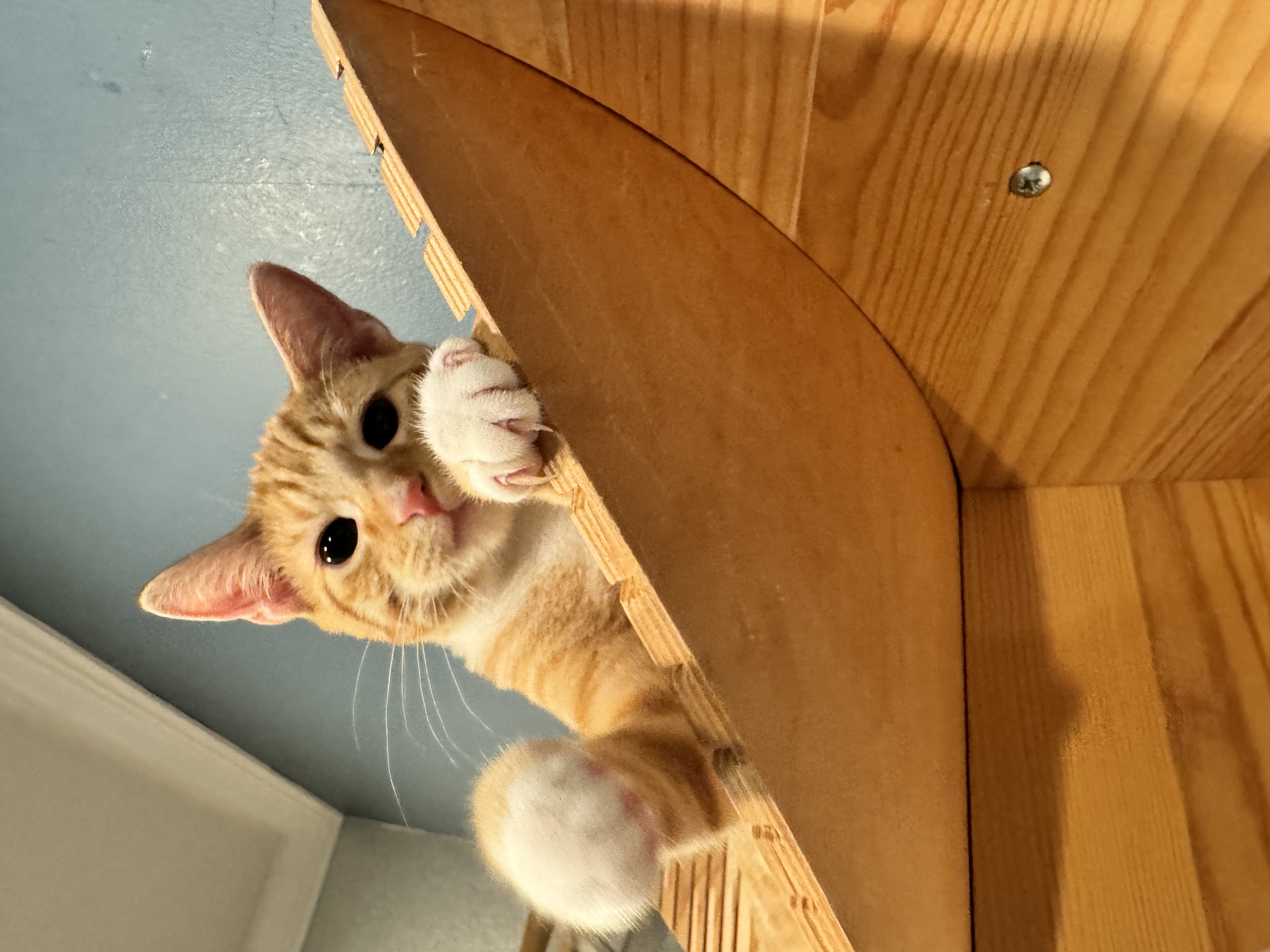 Mario & Luigi, a Adopted Domestic Short Hair in Levittown, PA image 3/6