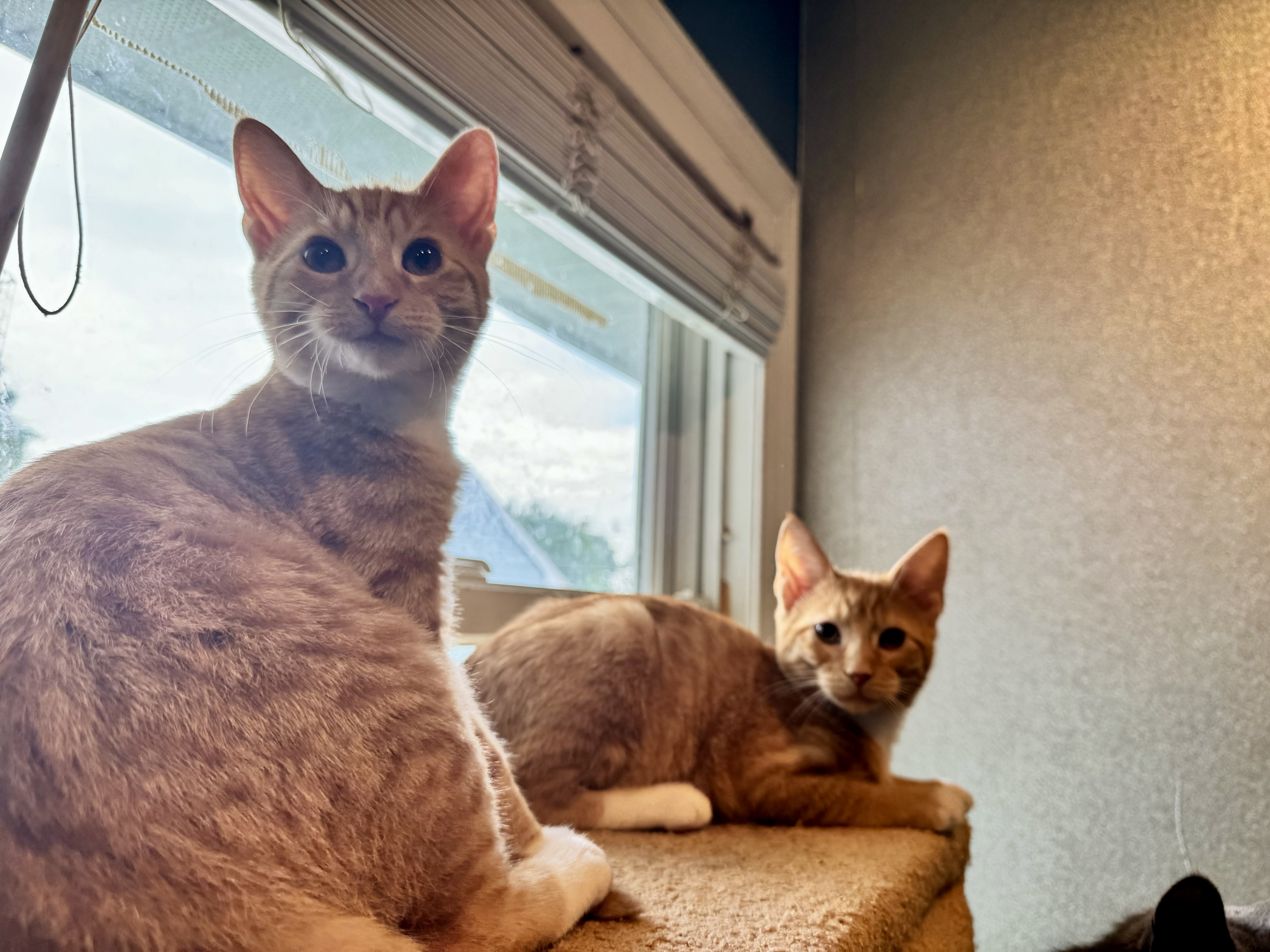Mario & Luigi, a Adopted Domestic Short Hair in Levittown, PA image 4/6