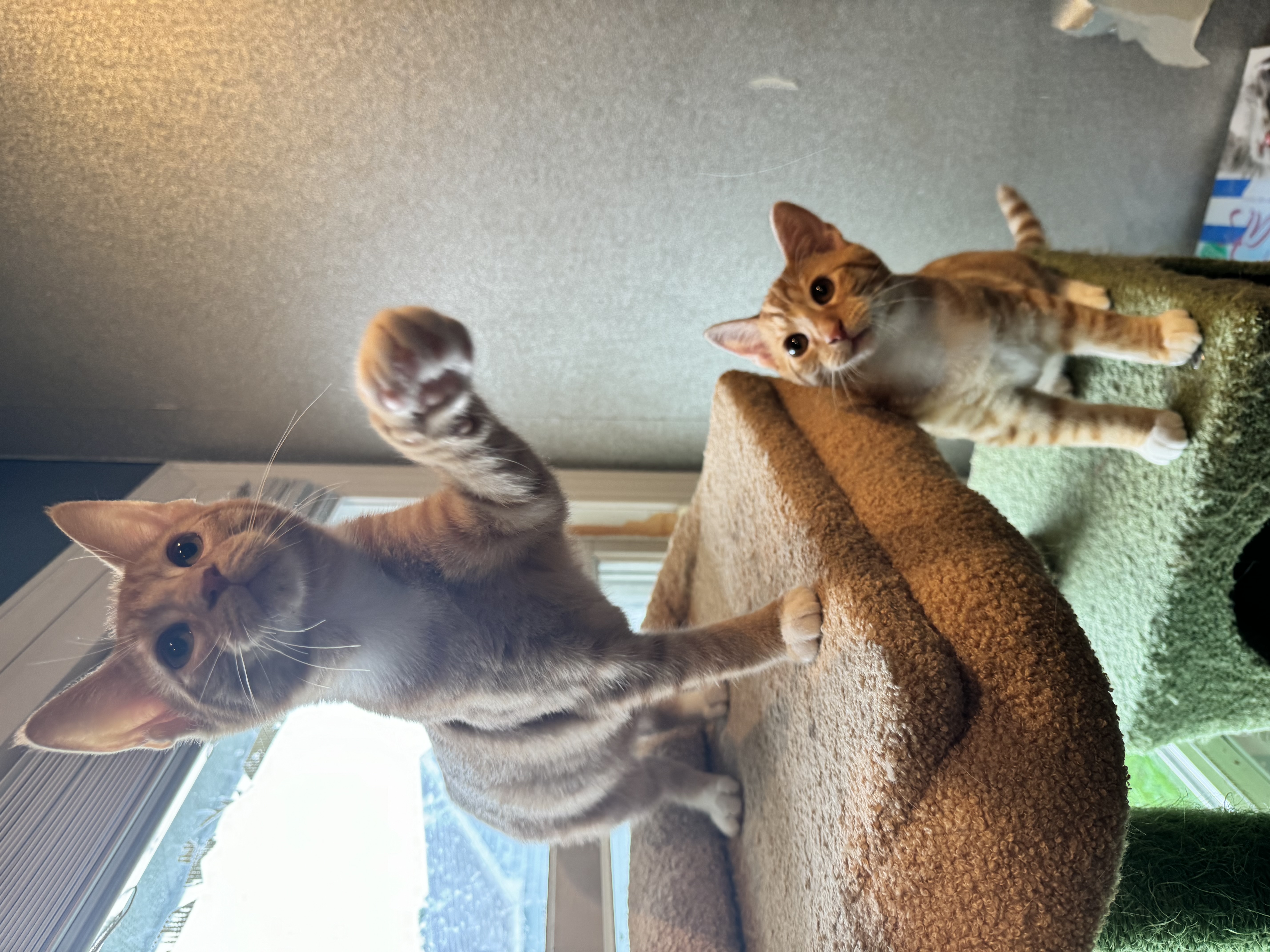 Mario & Luigi, a Adopted Domestic Short Hair in Levittown, PA image 5/6