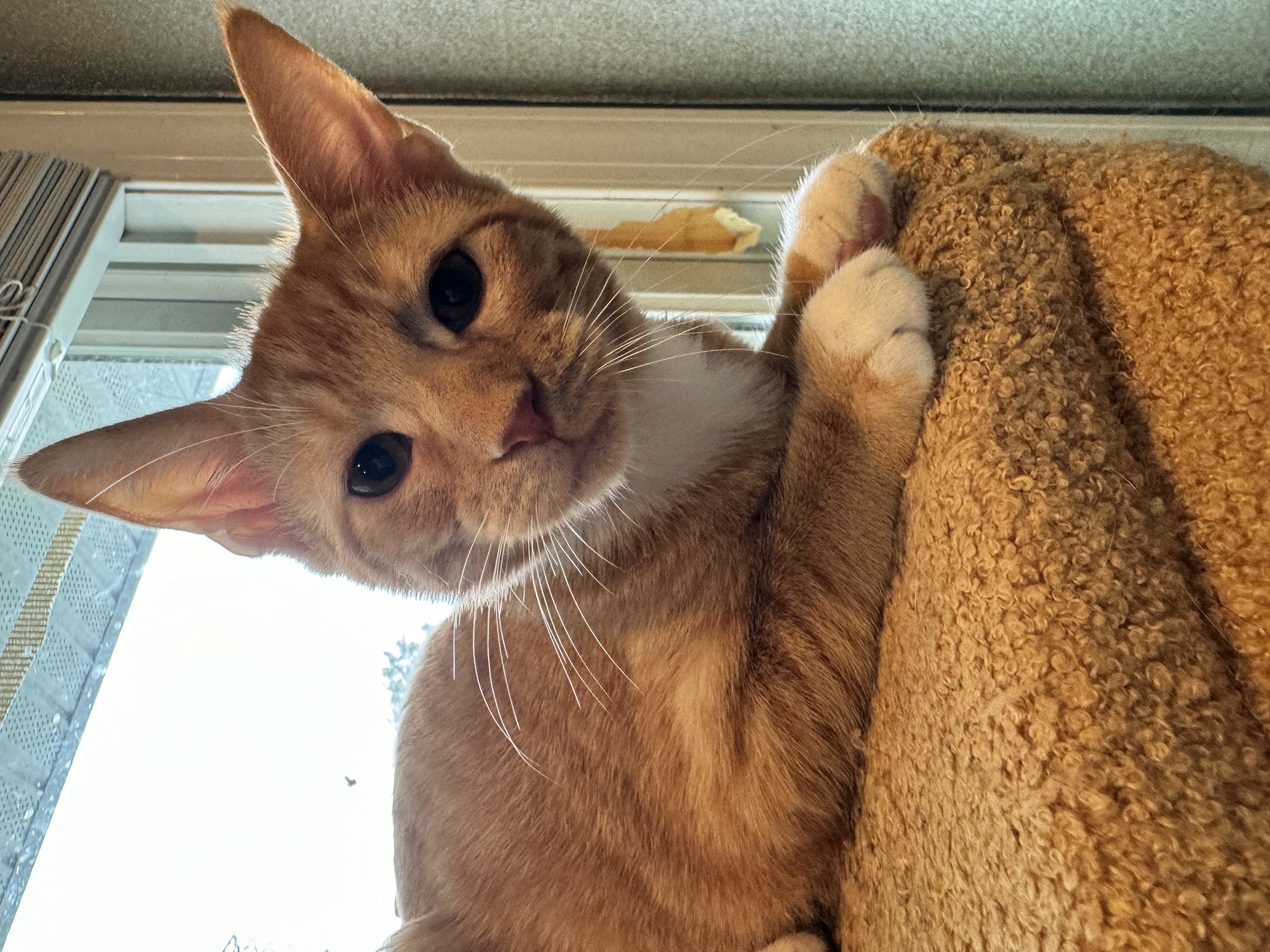 Mario & Luigi, a Adopted Domestic Short Hair in Levittown, PA image 6/6