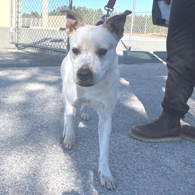 Enlarge Pee Wee, a Adoptable Mixed Breed in Bronson, FL image 1/1