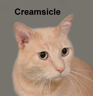 Creamsicle Gra.  (handsome buff male looking to be an only kitty), Adoptable, Adult Male Domestic Short Hair & Tabby.