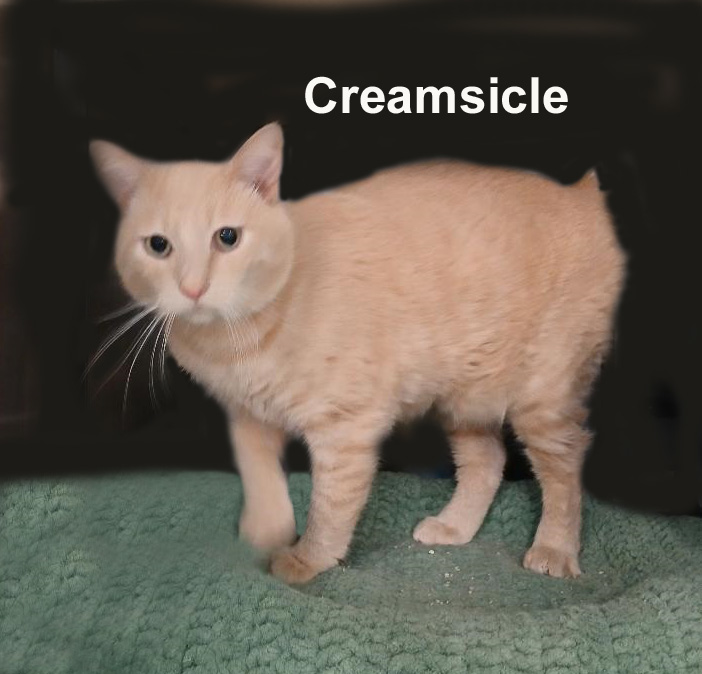 Enlarge Creamsicle Gra.  (handsome buff male looking to be an only kitty), a Adoptable mixed breed in Stowe, PA image 2/3