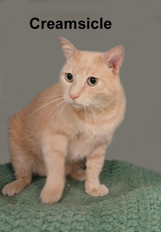 Creamsicle Gra. (handsome buff male looking to be an only kitty) — thumbnail 3