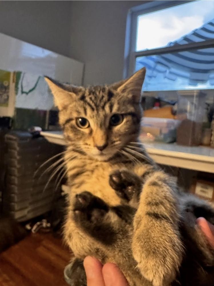 Squid, Adoptable, Kitten Male Domestic Short Hair.