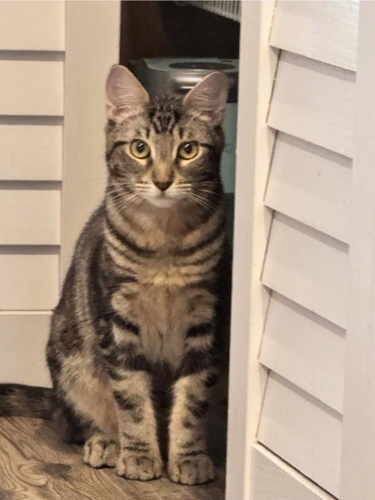 Enlarge Squid, a Adoptable Domestic Short Hair in Ruskin, FL image 3/4