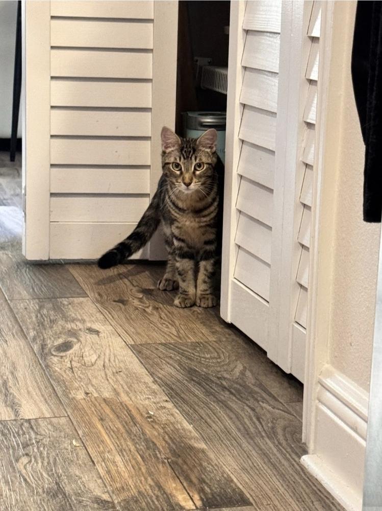 Enlarge Squid, a Adoptable Domestic Short Hair in Ruskin, FL image 4/4