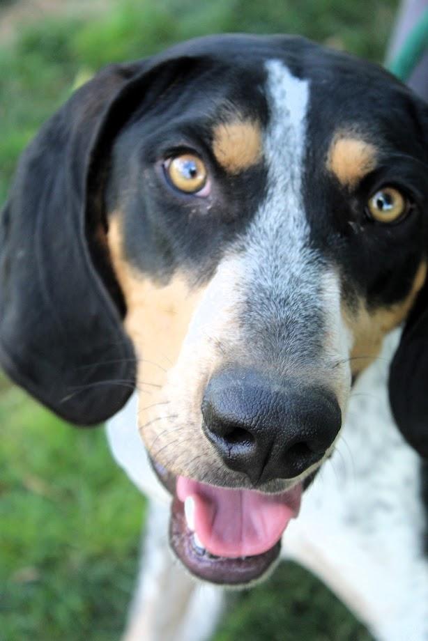 Enlarge ZION, a Adopted Bluetick Coonhound in Pearce, AZ image 2/5