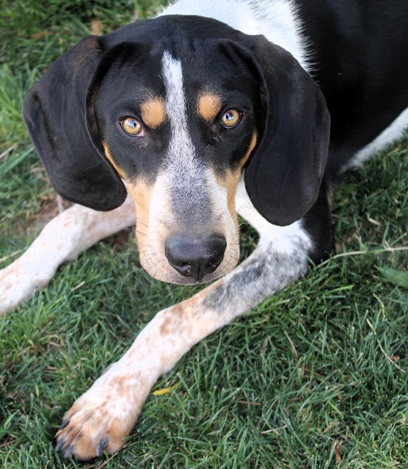Enlarge ZION, a Adopted Bluetick Coonhound in Pearce, AZ image 3/5