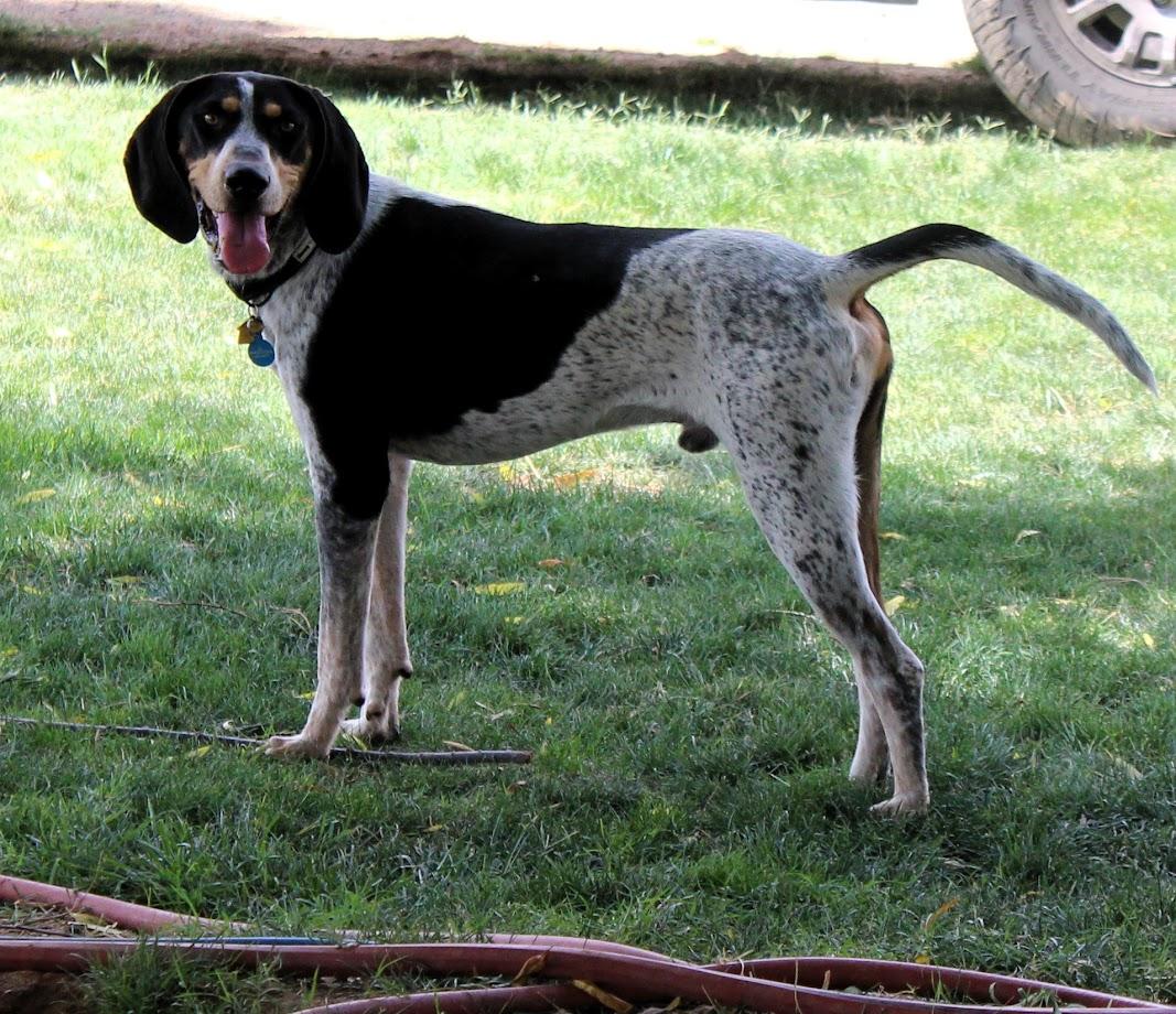 Enlarge ZION, a Adopted Bluetick Coonhound in Pearce, AZ image 1/5