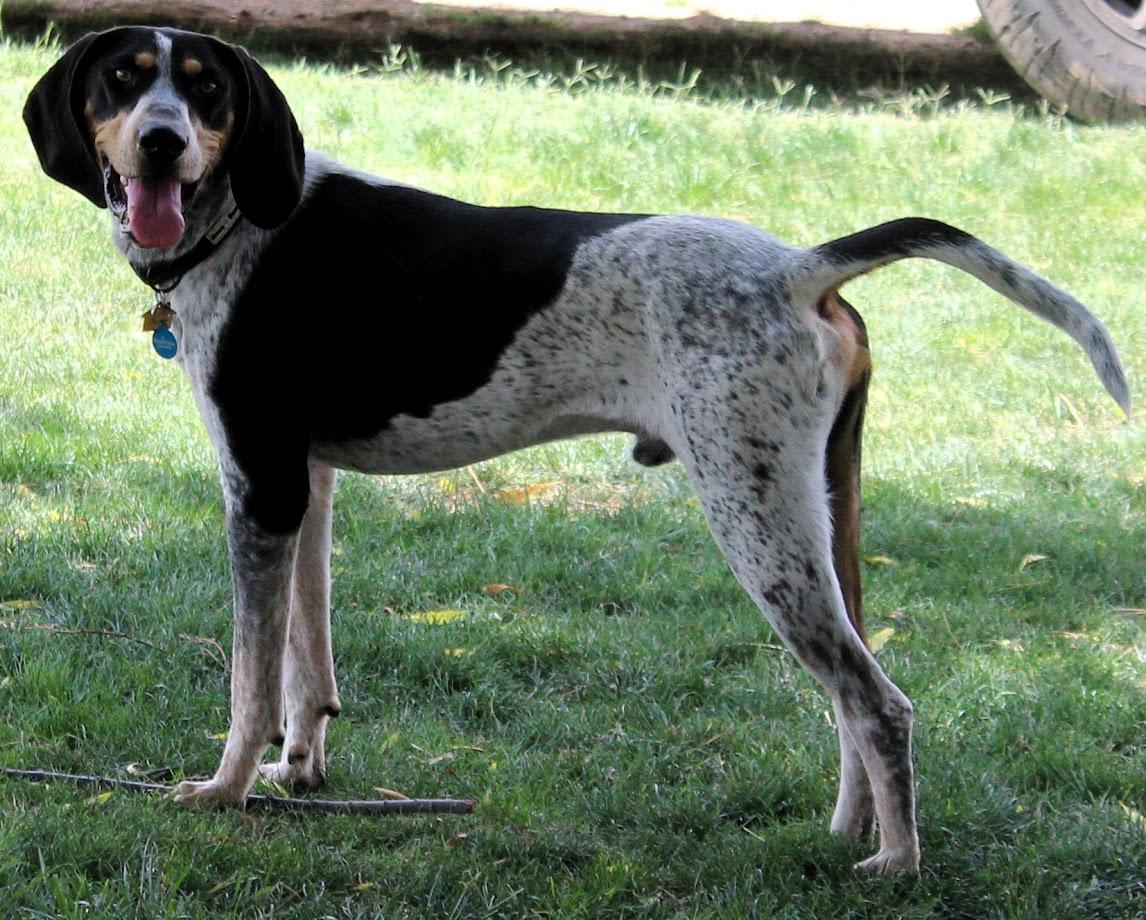 Enlarge ZION, a Adopted Bluetick Coonhound in Pearce, AZ image 5/5
