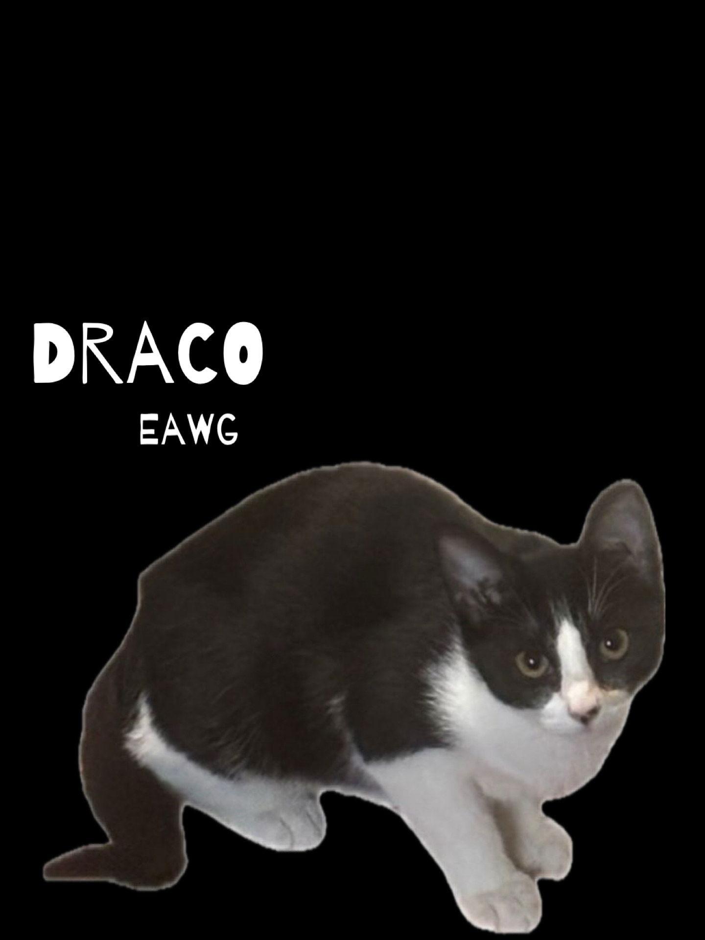 Draco, Adoptable, Kitten Male Domestic Short Hair.