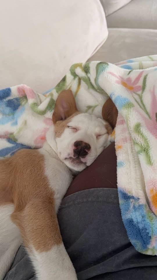 Enlarge Cali, a Adoptable mixed breed in Salamanca, NY image 2/4