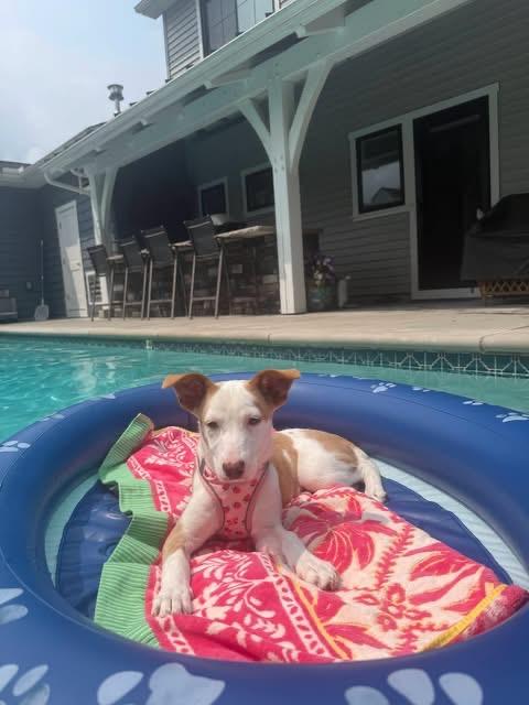 Cali, Adoptable, Puppy Female Hound.