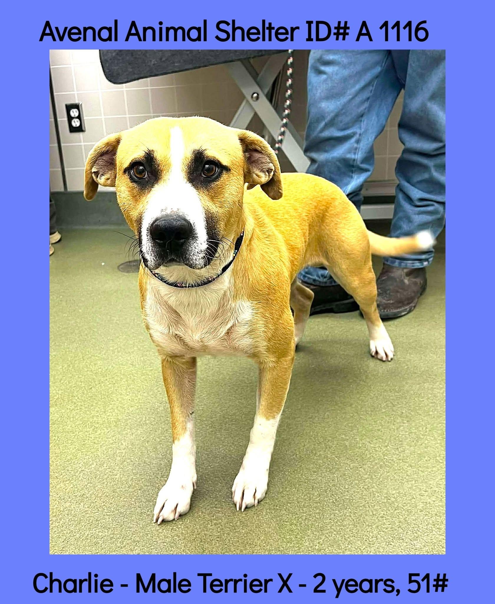 Charlie, ADOPTABLE, Young Male Terrier & Boxer.