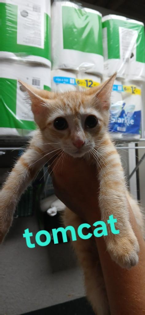 Enlarge Tom cat, a Adopted mixed breed in Shelbyville, TN image 1/1