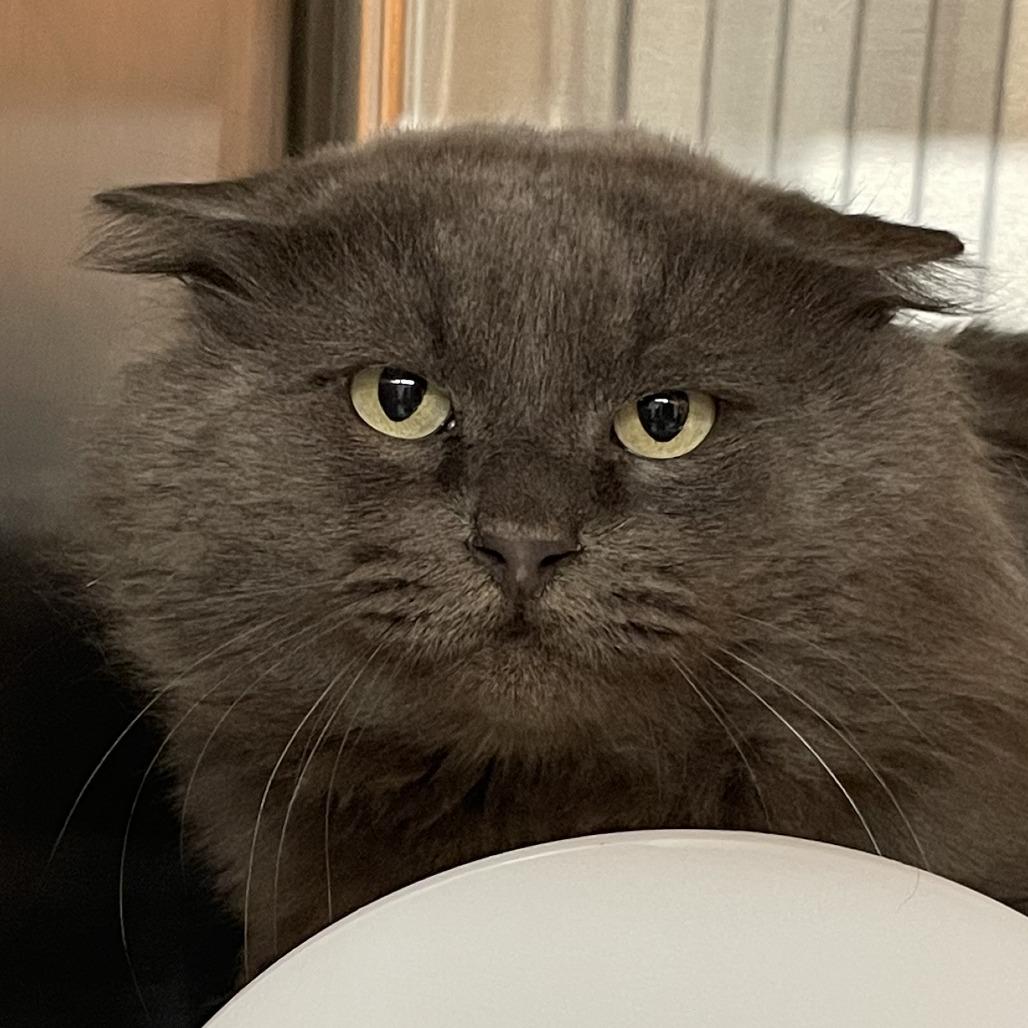 Ohio, Adoptable, Adult Male Domestic Medium Hair.