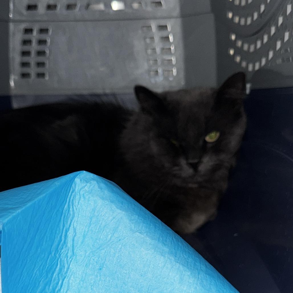 Enlarge Ohio, a Adoptable Domestic Medium Hair in Salt Lake City, UT image 2/2