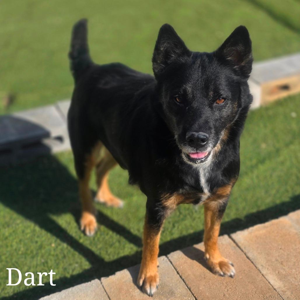 Dart 8507, Adoptable, Adult Male Mixed Breed & None.